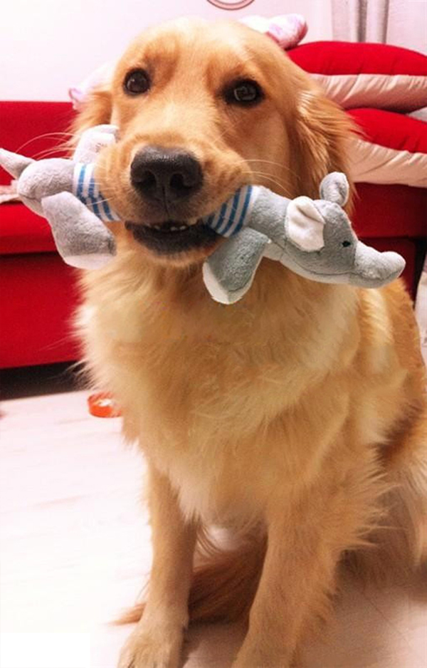 2 set of Pet Elephant & Duck toys for dogs and cats - Image 2